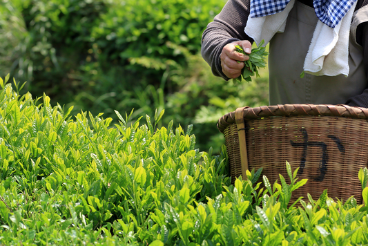 Hojicha vs. Matcha: What’s the Difference?