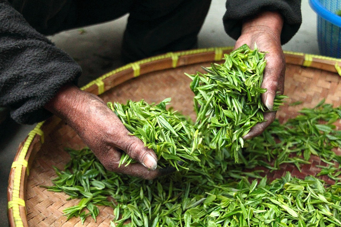 How is matcha produced?